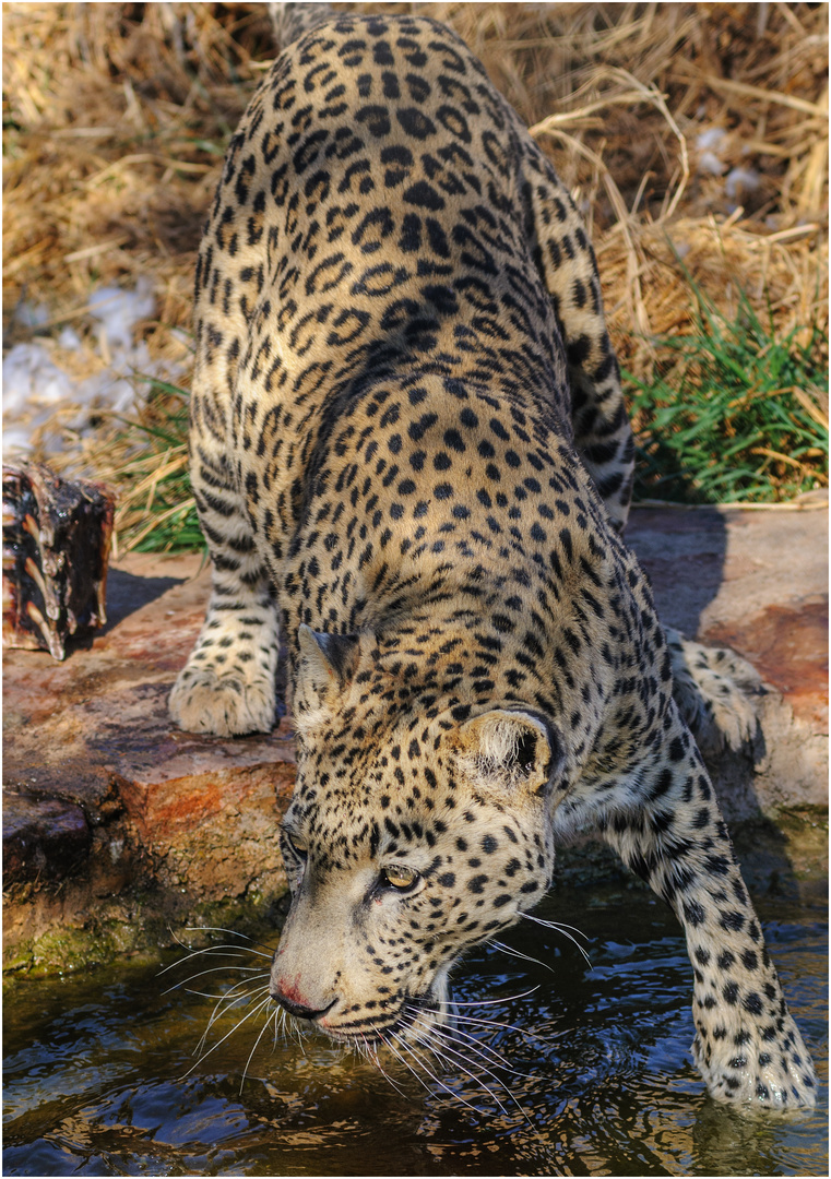 Ein "Hausleopard" - Namibia, 2011