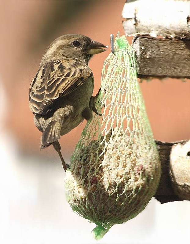 Ein Haussperling (Weibchen)