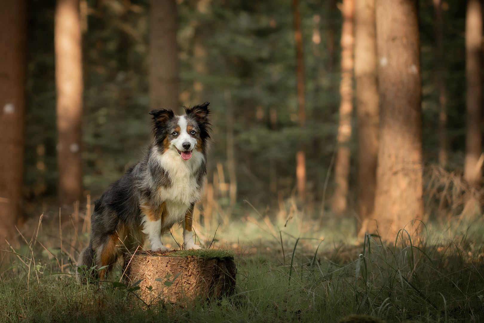 Ein Hazel steht im Wald