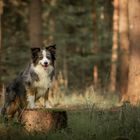 Ein Hazel steht im Wald