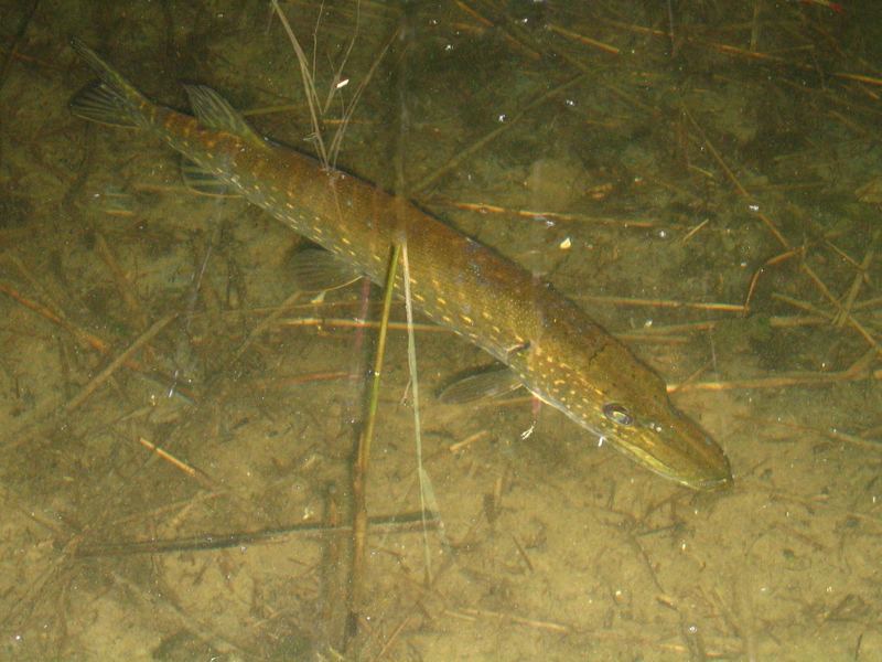 ein Hecht im Peetschsee