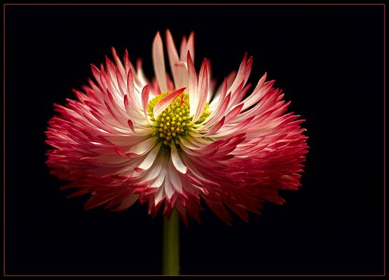 Ein heftiger Wind hat meine Frisur durcheinander gebracht  - ( Stacking Bild ) 