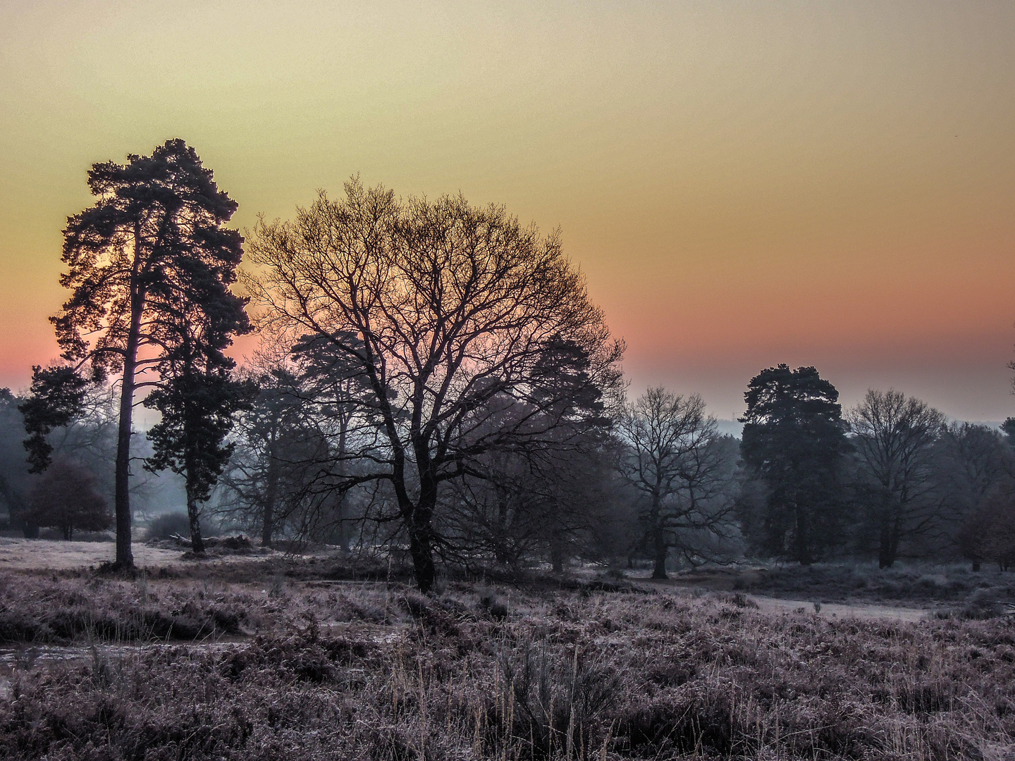 Ein Heidemorgen