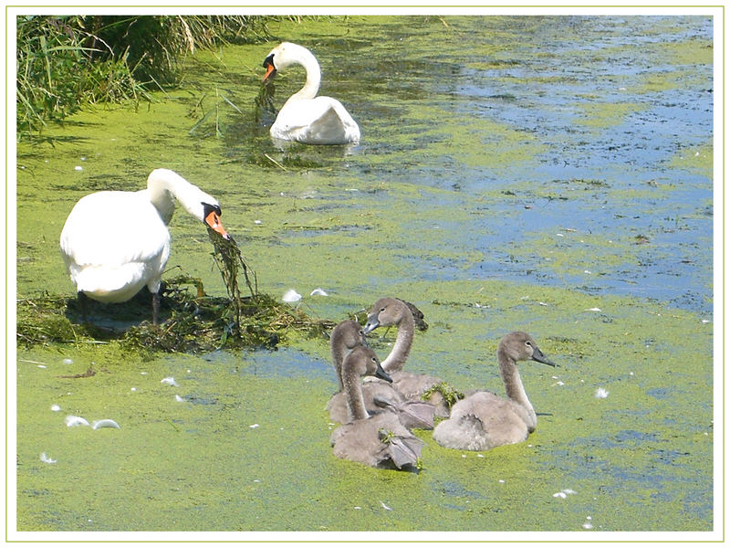 ein Heim für Familie Schwan