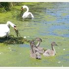 ein Heim für Familie Schwan