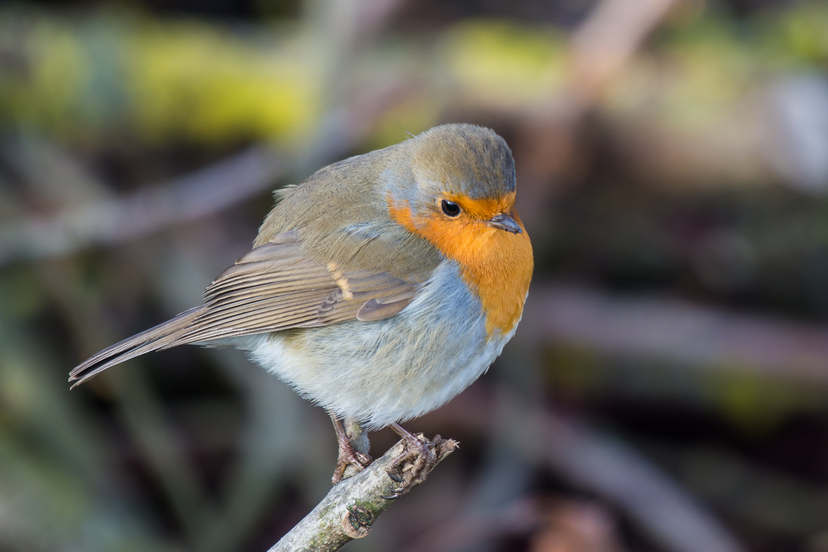 Ein heimischer Vogel