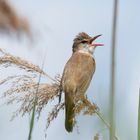 Ein Heimlichtuer - Drosselrohrsänger -Acrocephalus arundinaceus