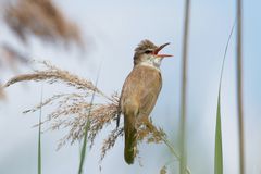 Ein Heimlichtuer - Drosselrohrsänger -Acrocephalus arundinaceus