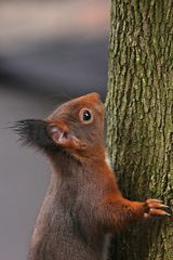 Ein heiß begehrter Platz - "Laß mich doch auch mal in das Futterhäuschen rein!"