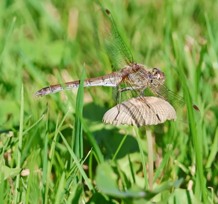 Ein "Heli" auf nem Pilz