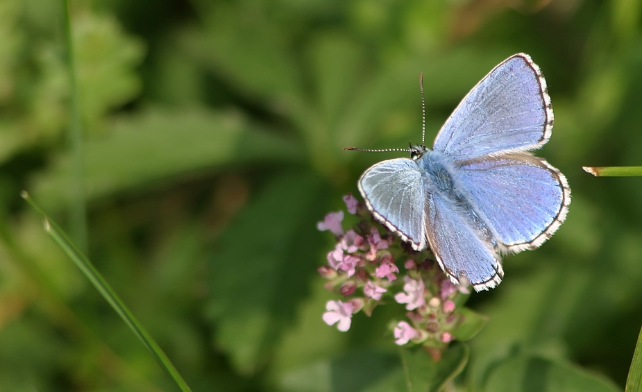 Ein hellblauer Schmetterling - Name weiß ich nicht.