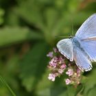 Ein hellblauer Schmetterling - Name weiß ich nicht.