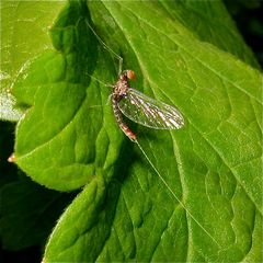 Ein helleres Männchen der selben Art oder eine andere Art der Eintagsfliegen