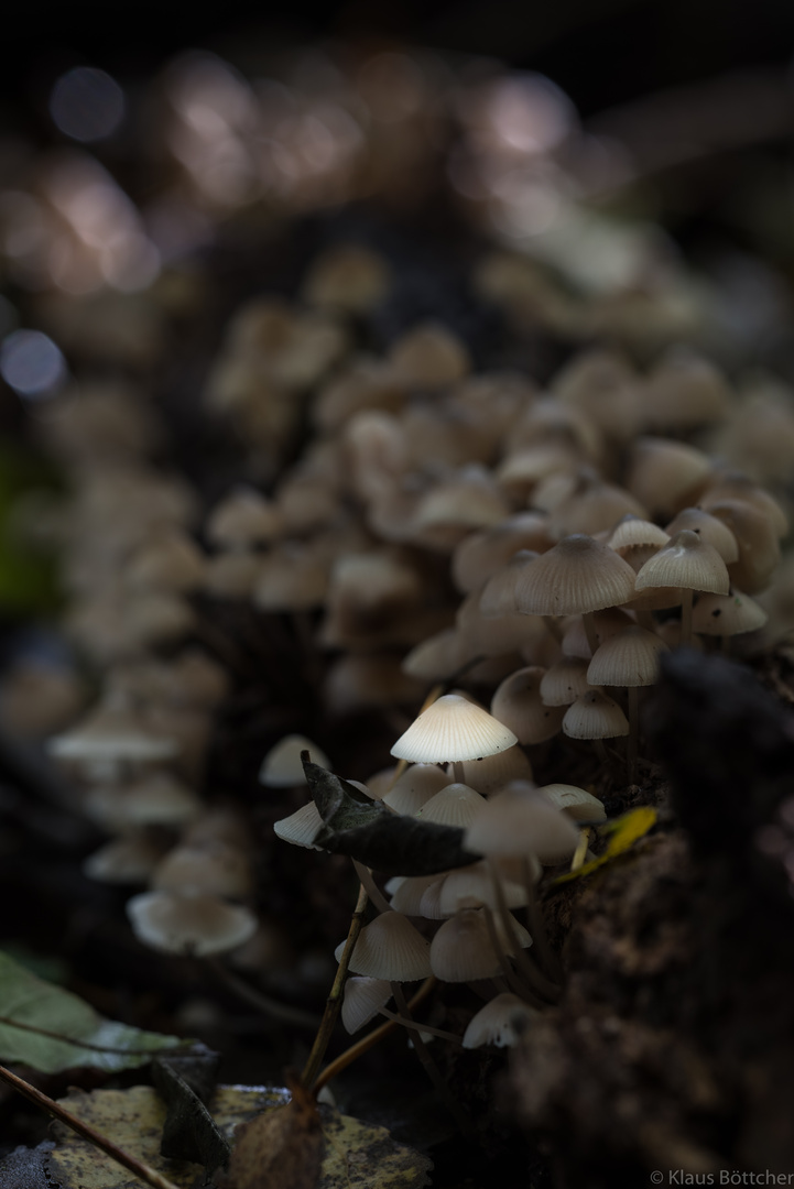 Helles Koepfchen De Kostenlos Helles Koepfchen De Kostenlos