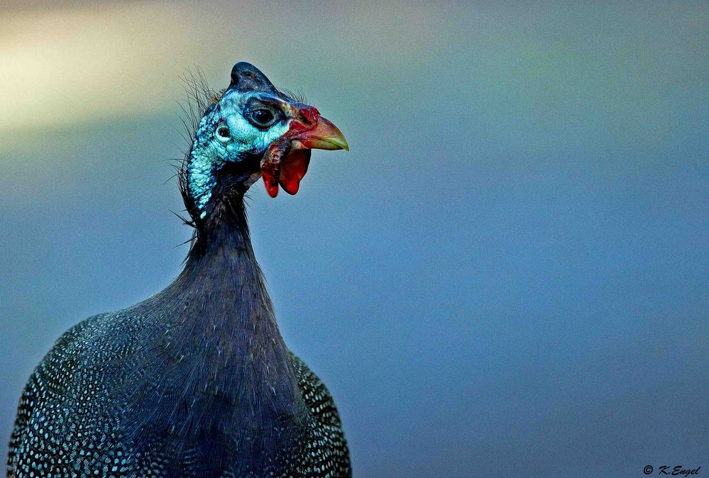 Ein Helmperlhuhn !