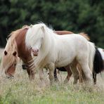 ein Hengst und seine Herde