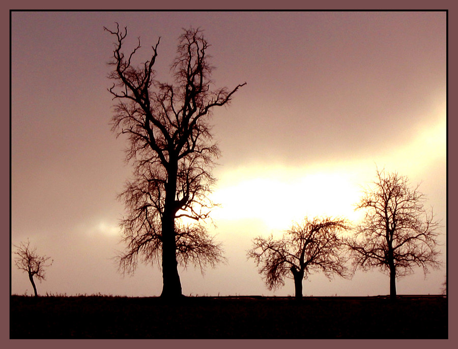 Ein herber Traum II