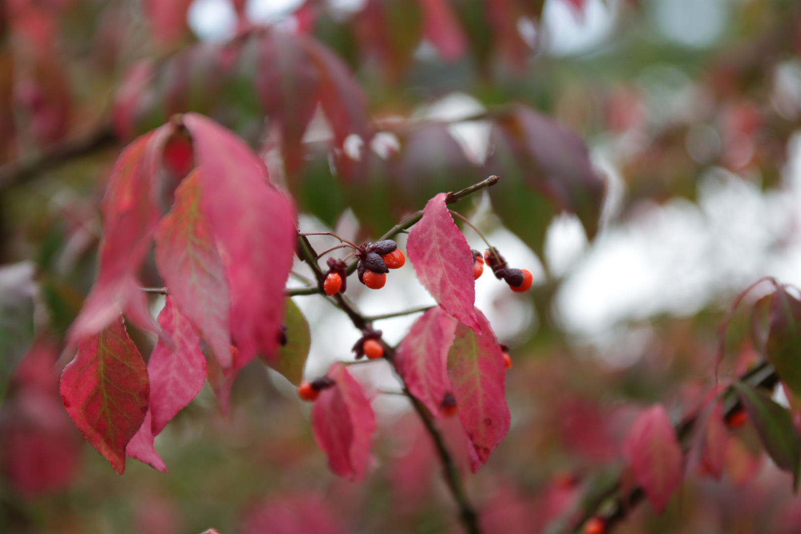 Ein Herbst