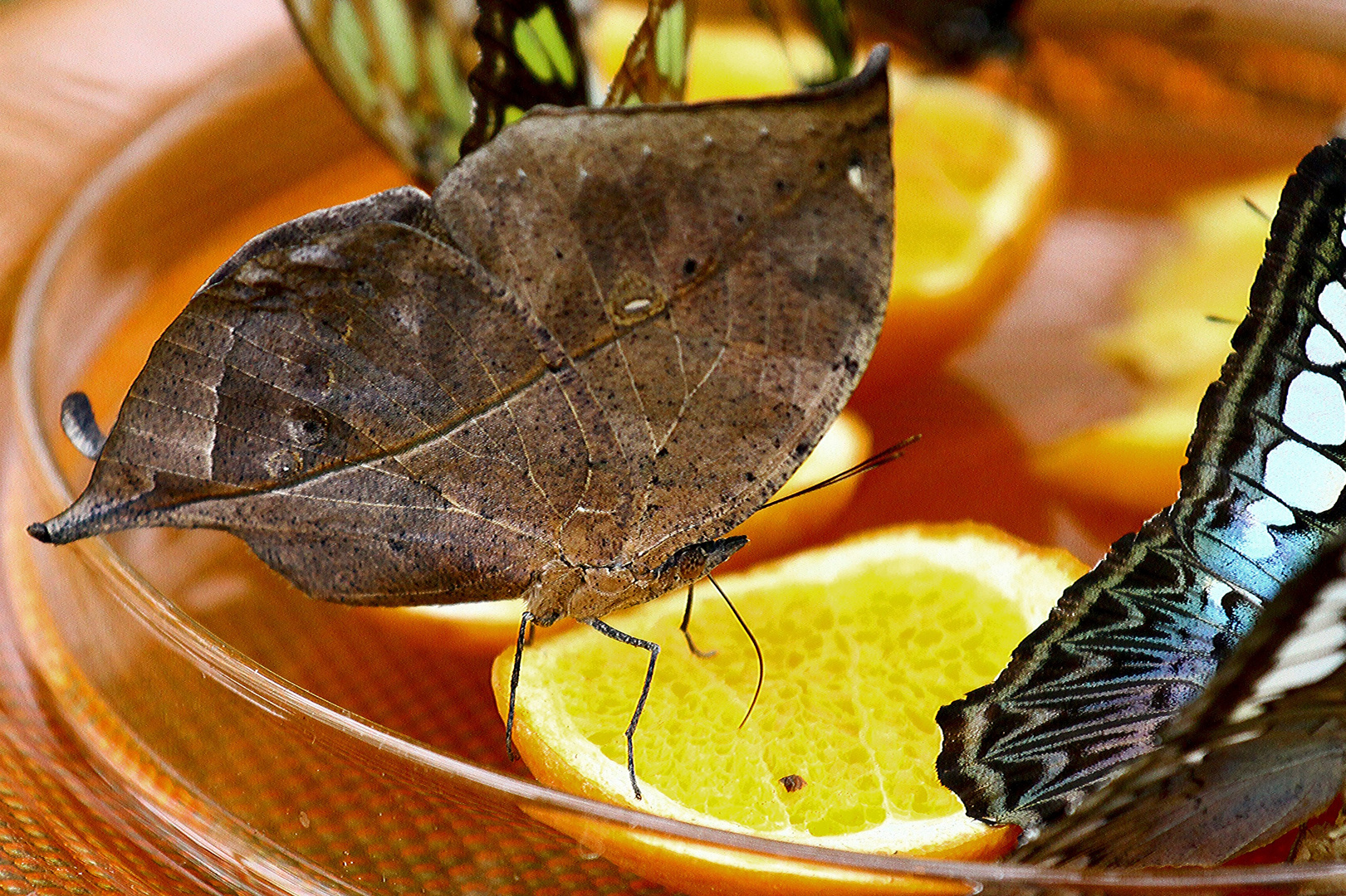 Ein Herbst Schmetterling oder ein Fliegendes Blatt....???