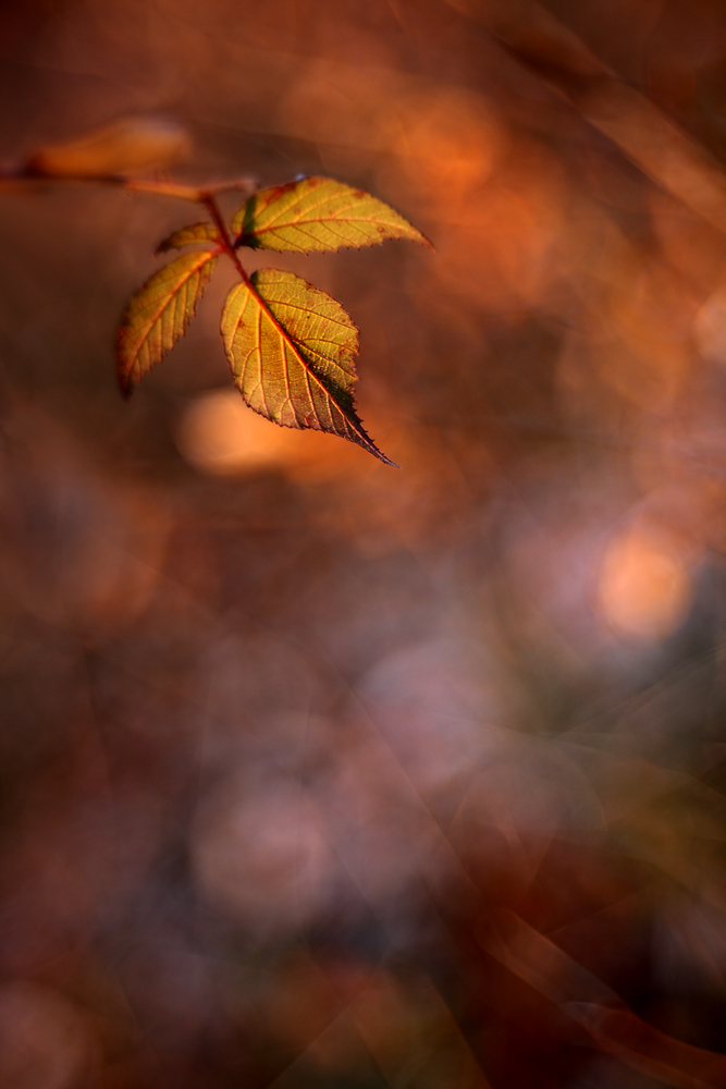 Ein Herbst...äh...Frühlingsbild (Bokeh TRIOPLAN 100/2,8)