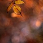 Ein Herbst...äh...Frühlingsbild (Bokeh TRIOPLAN 100/2,8)