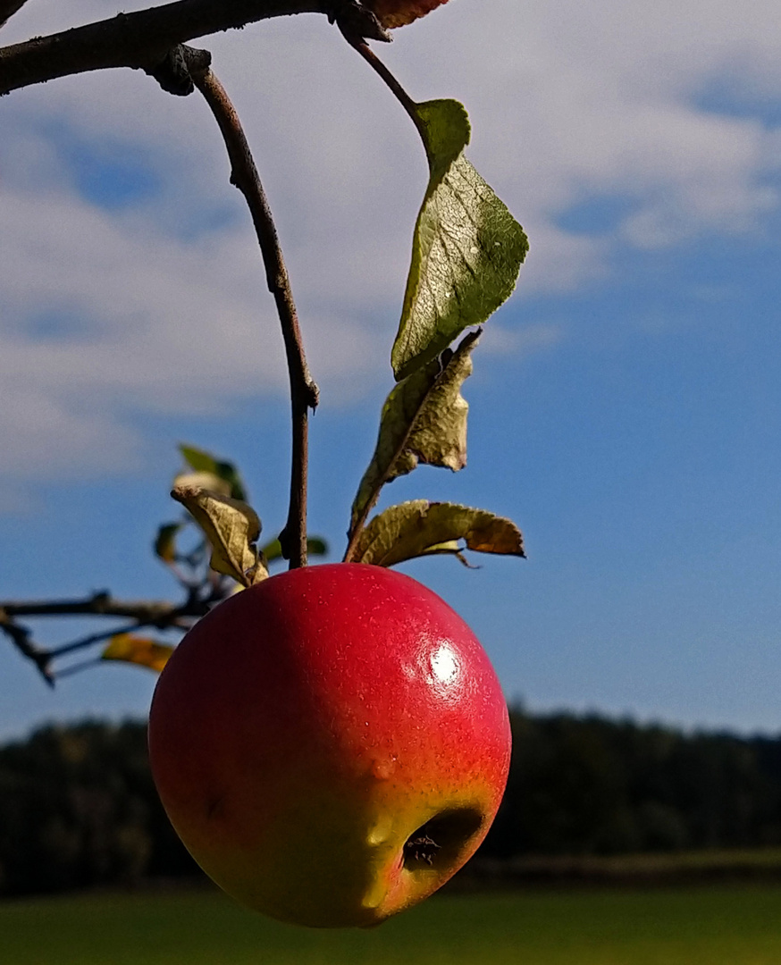 Ein Herbstapfel am Baum….