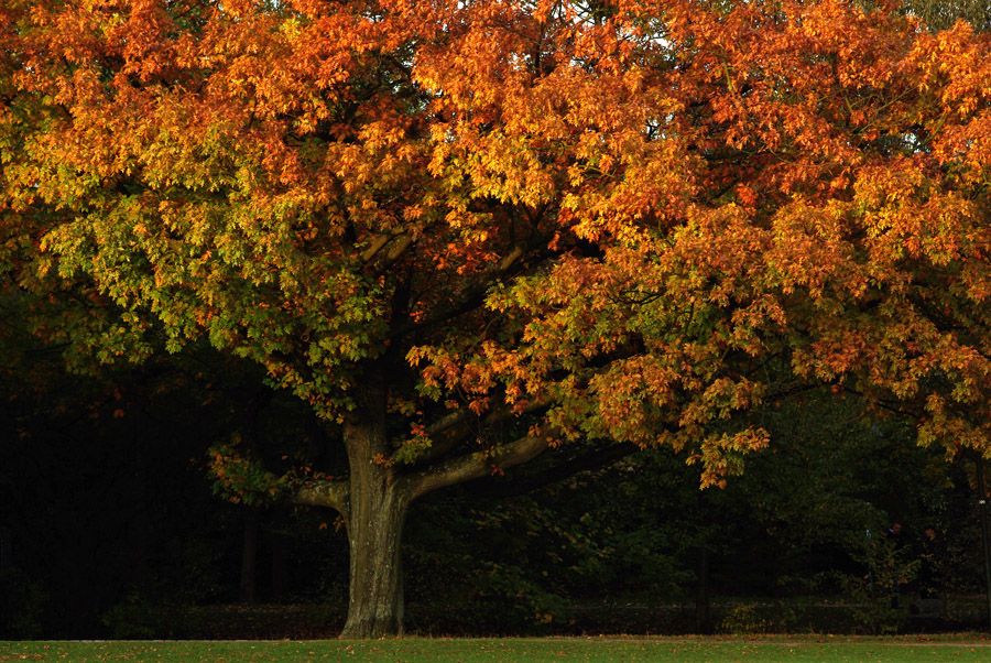 Ein Herbstbaum