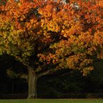 Ein Herbstbaum