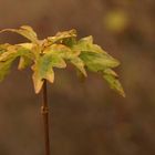 Ein Herbstbild für Mo