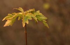 Ein Herbstbild für Mo