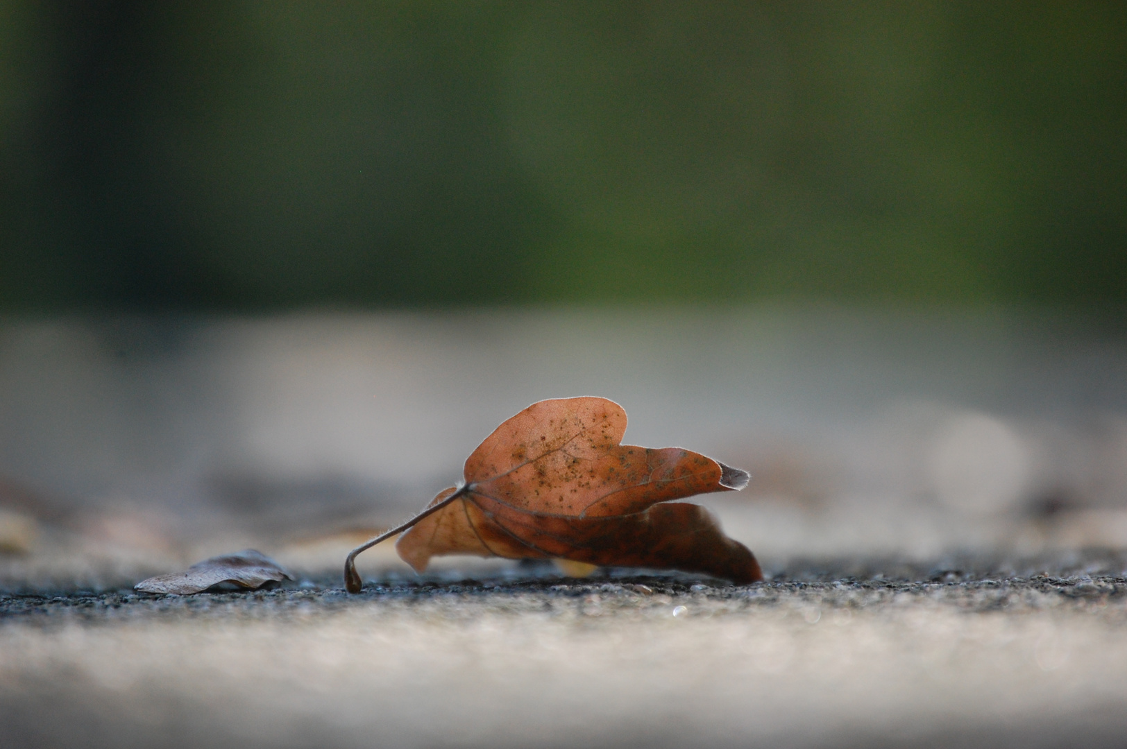 Ein Herbstblatt bei gefühlten 38 Grad