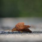 Ein Herbstblatt bei gefühlten 38 Grad