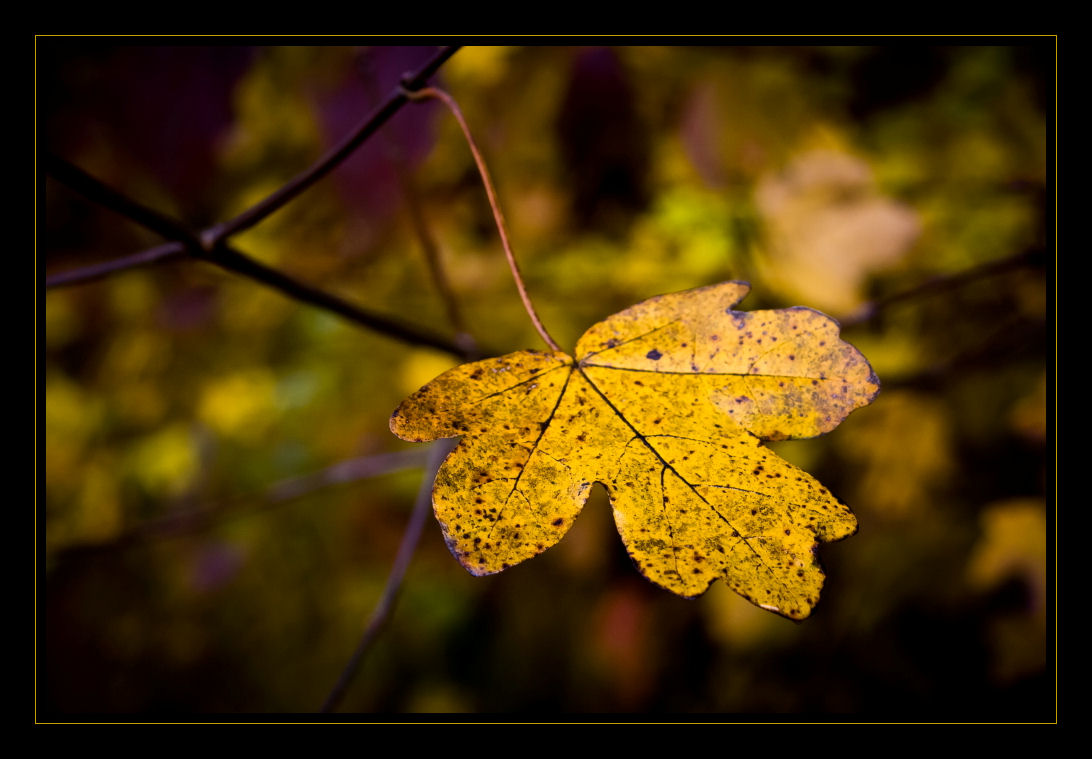 Ein Herbstblatt