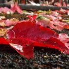Ein Herbstblatt, satt und rot, erfüllt von Sommers Wärme, macht einen Ausflug vor dem Tod