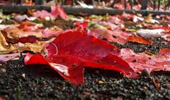 Ein Herbstblatt, satt und rot, erfüllt von Sommers Wärme, macht einen Ausflug vor dem Tod