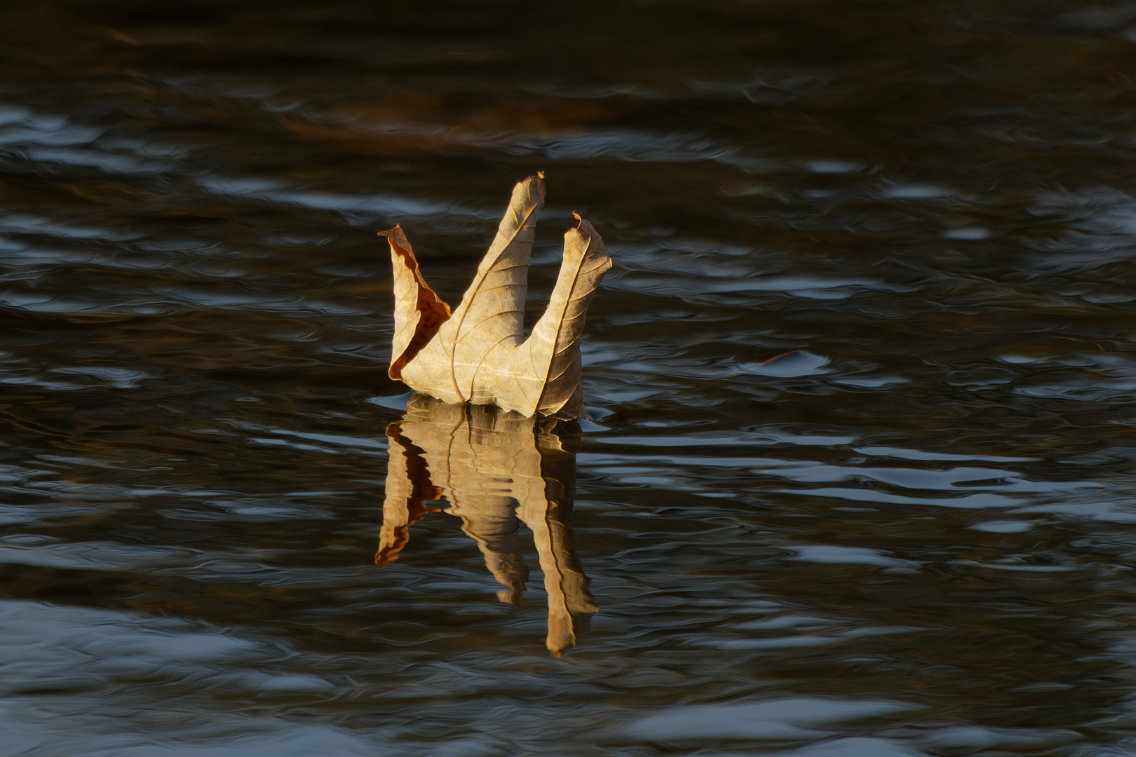 Ein Herbstblatt treibt im Fluss