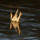 Ein Herbstblatt treibt im Fluss