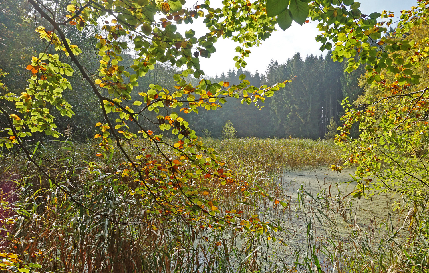 Ein Herbstblick