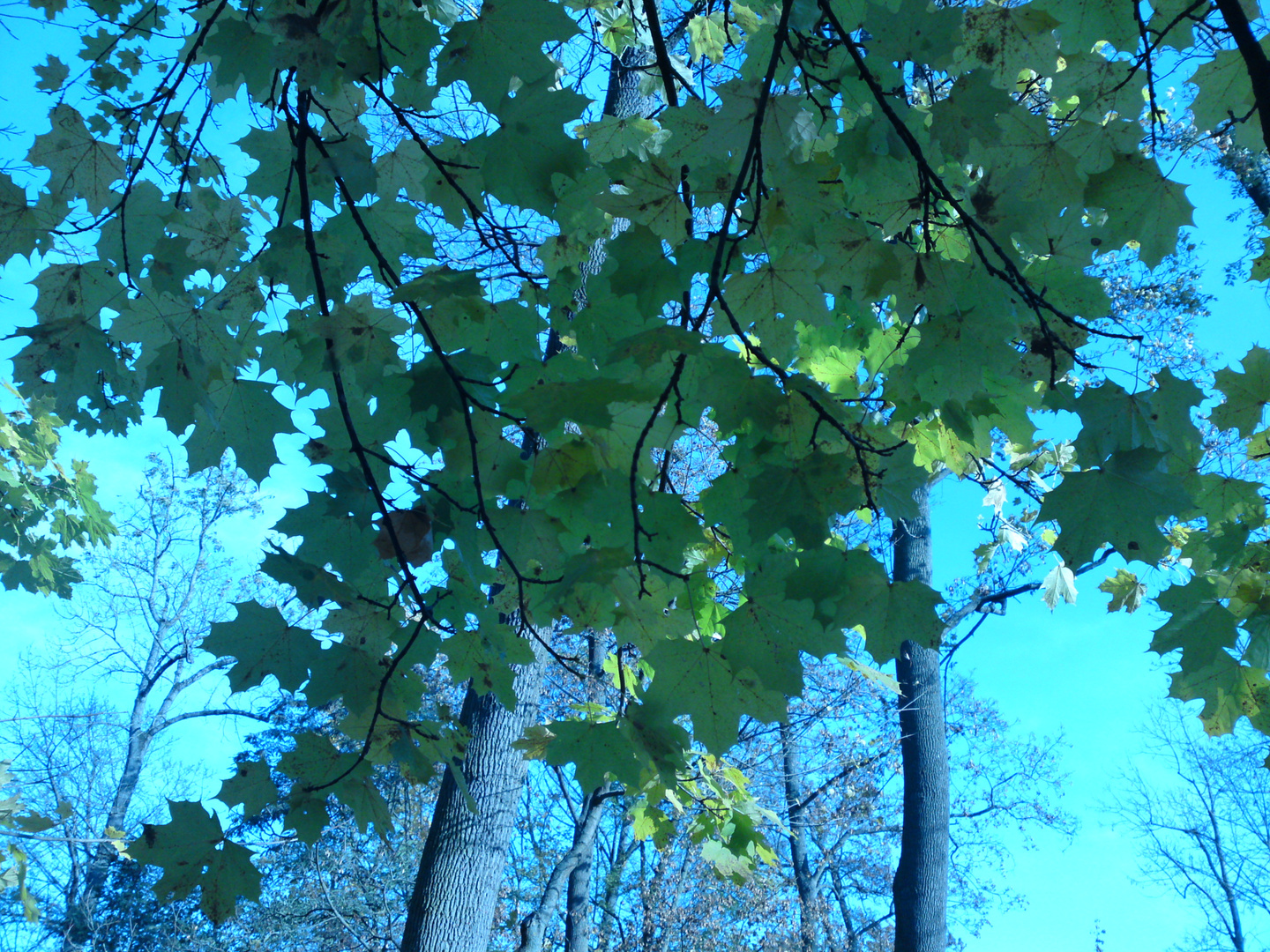 Ein Herbstblick durch Blätter