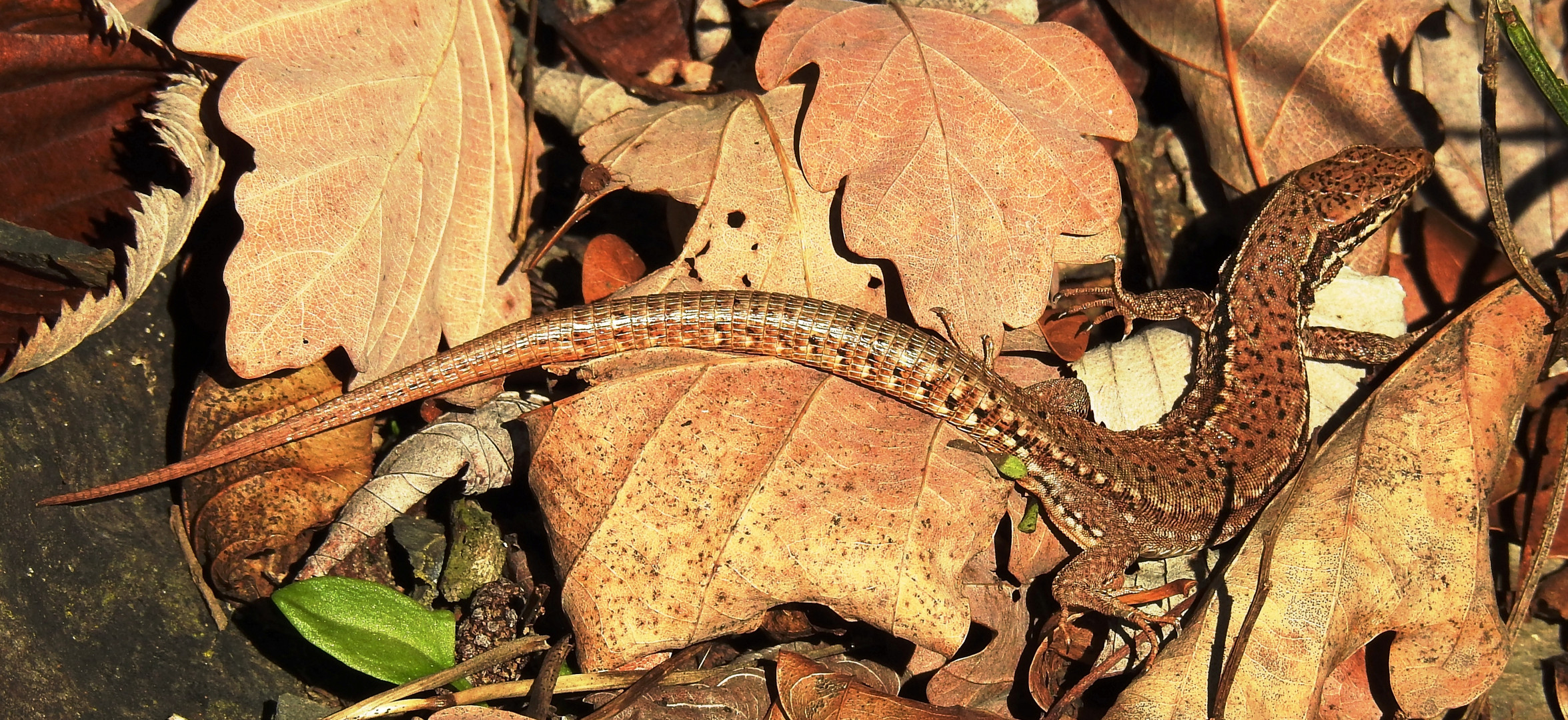 Ein Herbstdrache oder auch nicht .