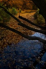 Ein Herbstfoto vom Georgengarten in Hannover. (4)