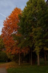 Ein Herbstfoto vom Georgengarten in Hannover. (8)