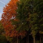 Ein Herbstfoto vom Georgengarten in Hannover. (8)