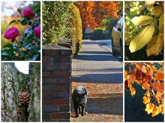 ein Herbstgang