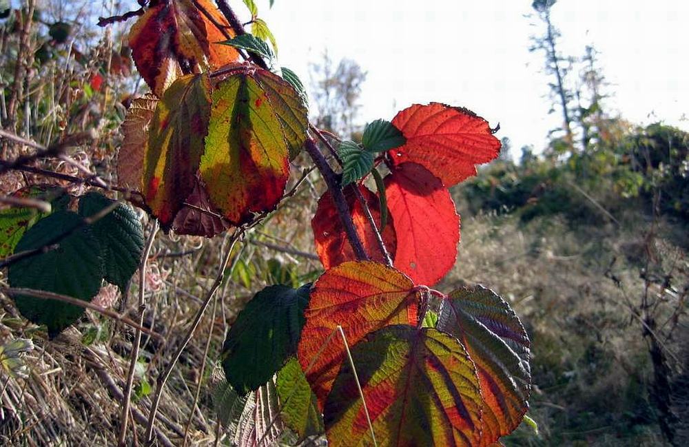 Ein Herbstgedicht!