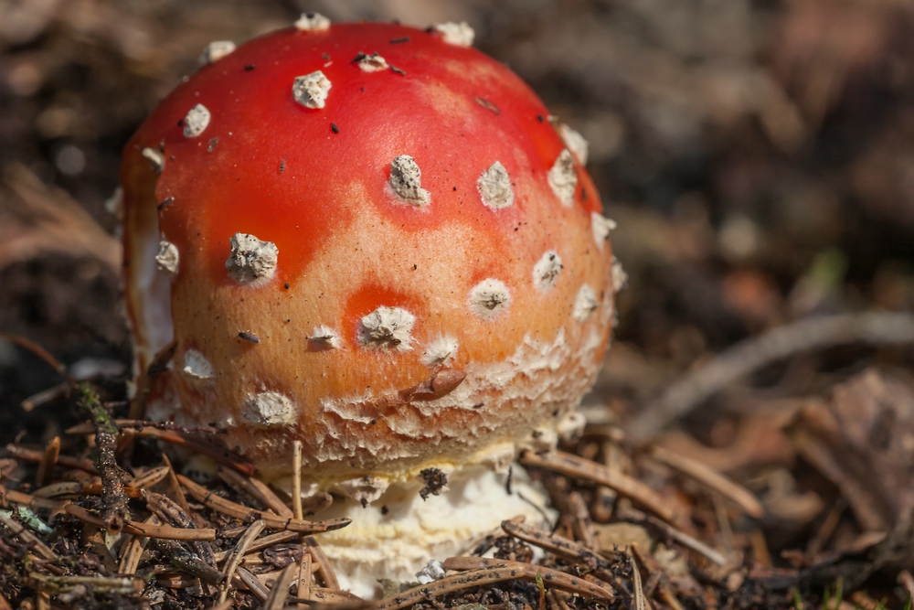 Ein Herbstgruß