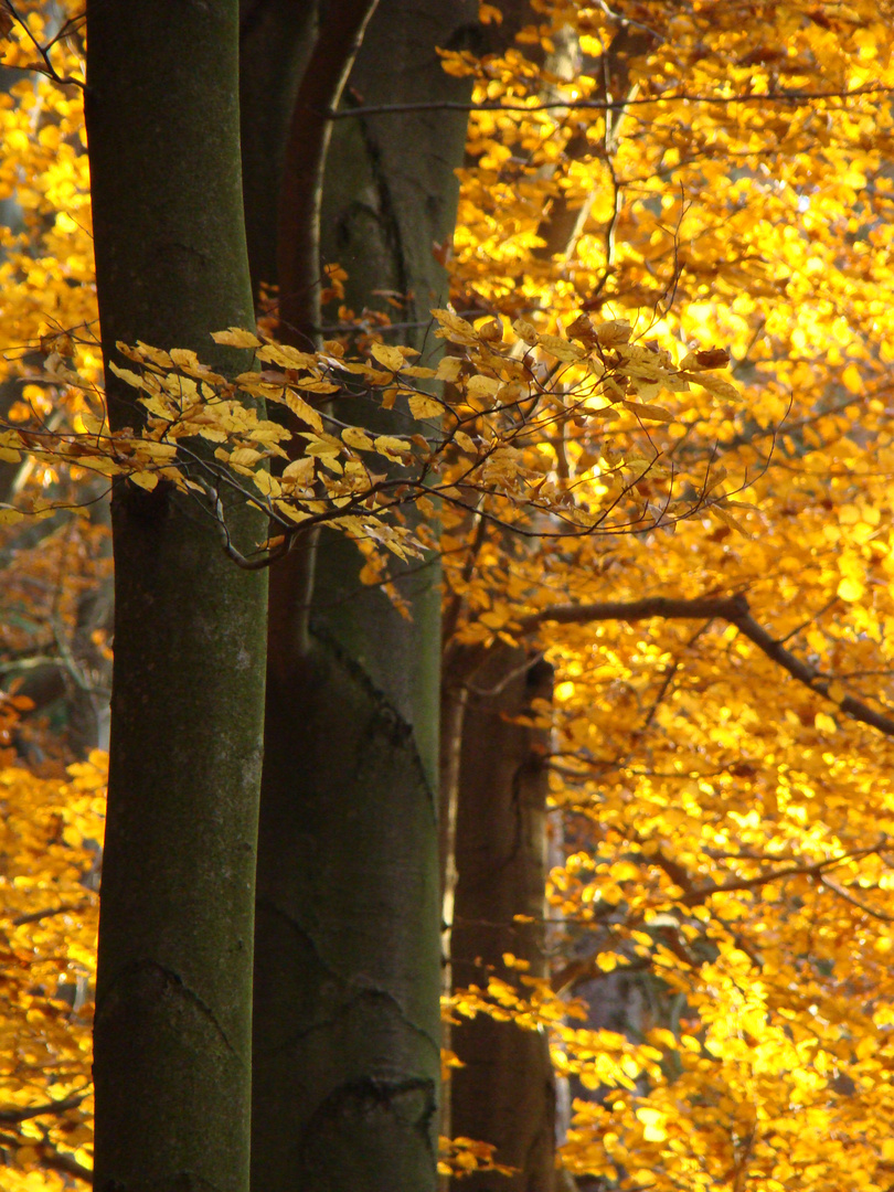 Ein Herbstgruß solang es noch möglich ist