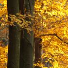 Ein Herbstgruß solang es noch möglich ist