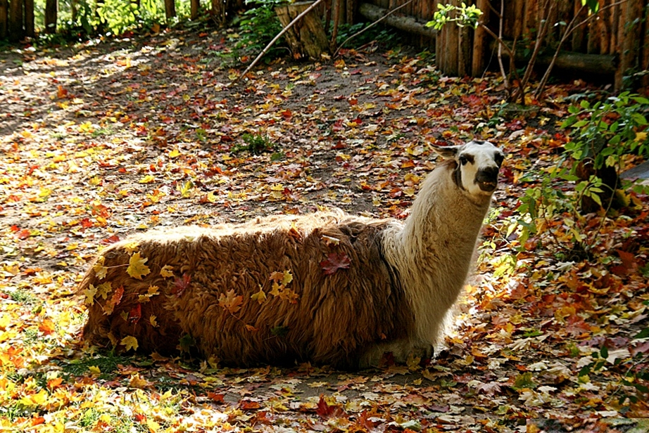 Ein Herbstlama, lach