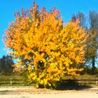 Ein Herbstlaubbaum ins rechte Licht gerückt